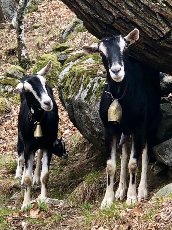 Rifugio Uschione Pension Chiavenna Buitenkant foto